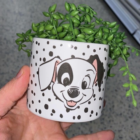 101 DALMATIANS Plant