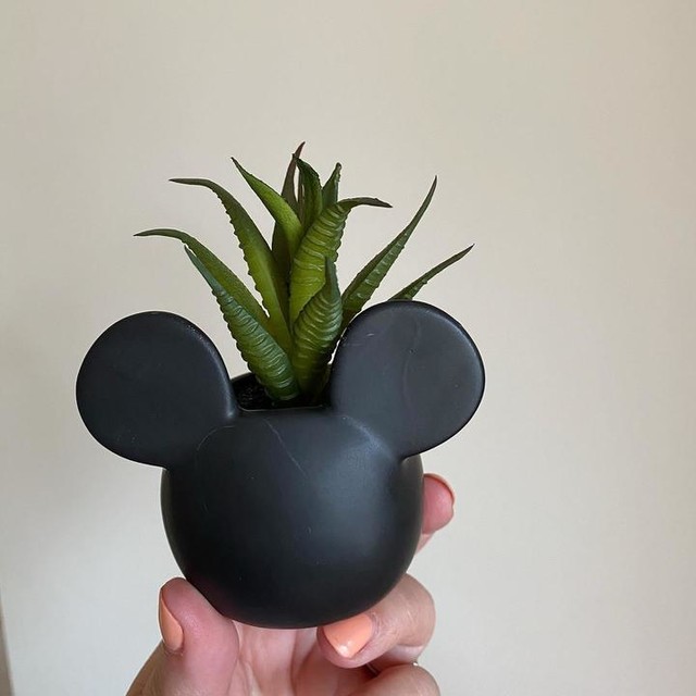 Mickey Mouse plant 